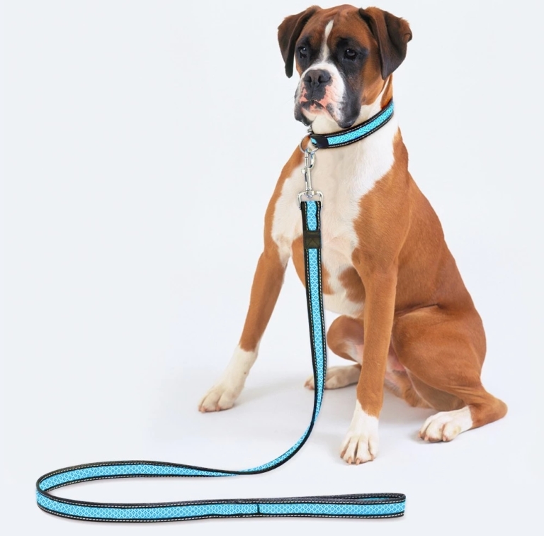 Cat On A Leash Image