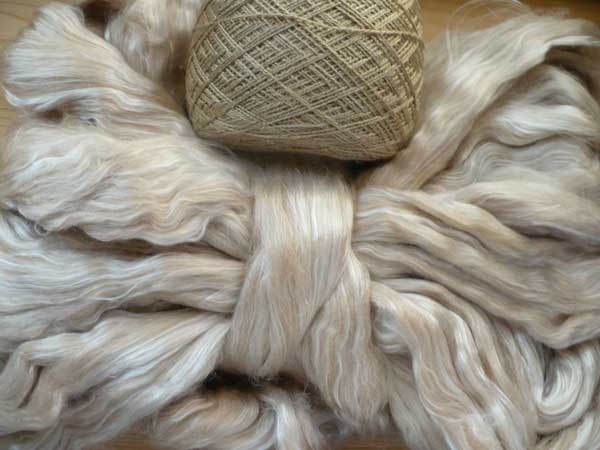 Cotton Fiber